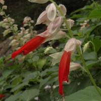 Salvia splendens Sellow ex Nees